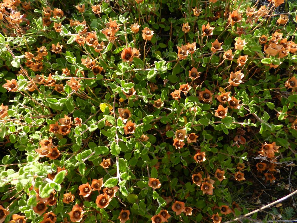 Cistus creticus (Cistaceae)